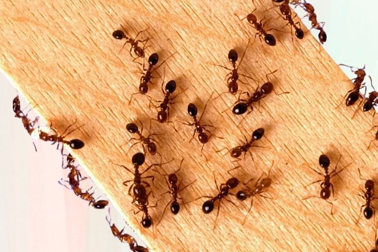 Sugar Ants