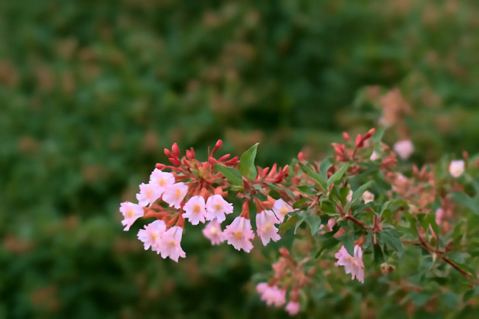 Abelia Rose Creek