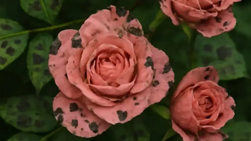 Black Spot on Rose